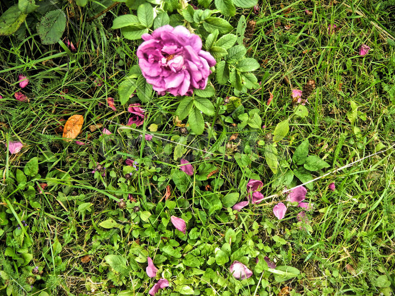 Опадающие листья шиповника