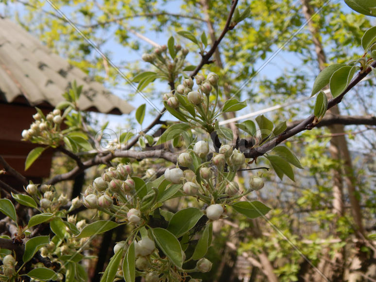 Цветущая груша