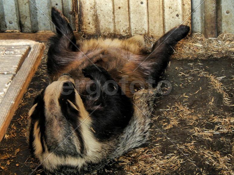 Барсук лежит на спине