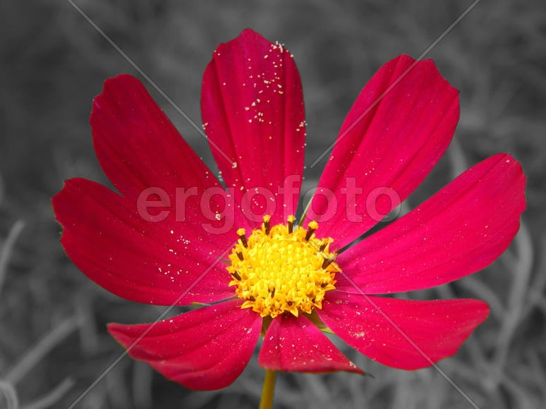 Астра кустарниковая