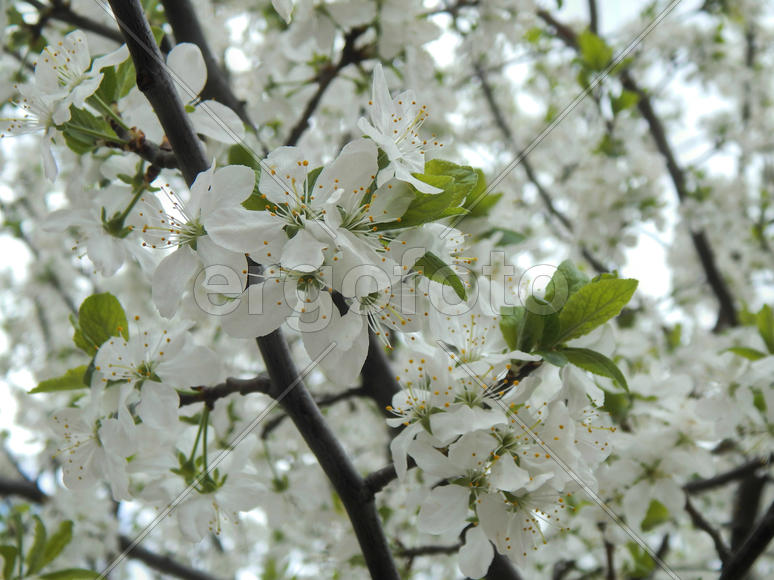 Цветущая вишня