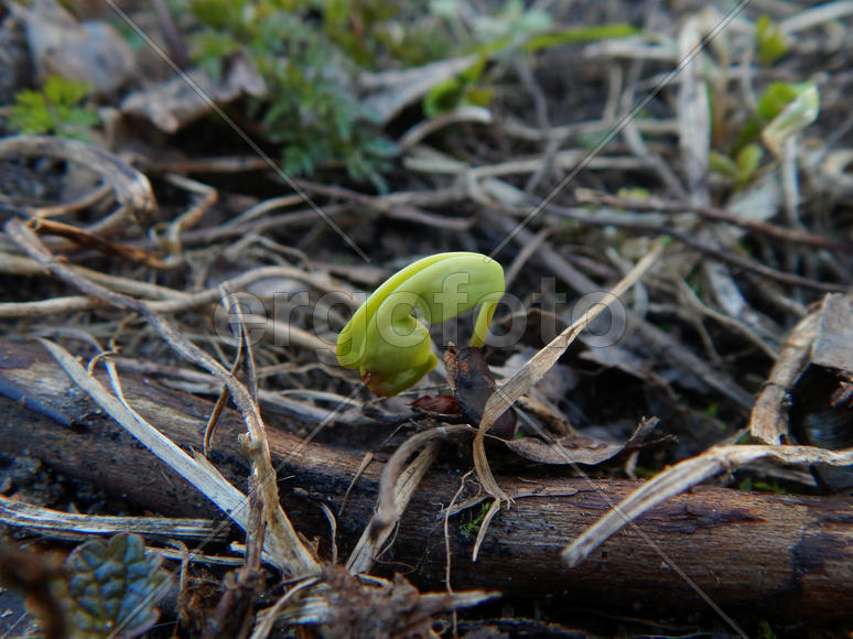 Росток растения из семечки