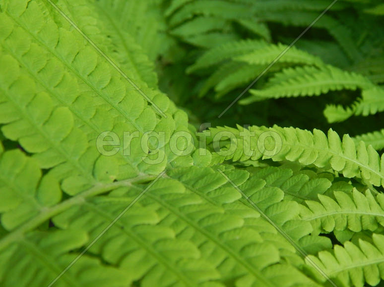 Зеленые листья папортника крупным планом