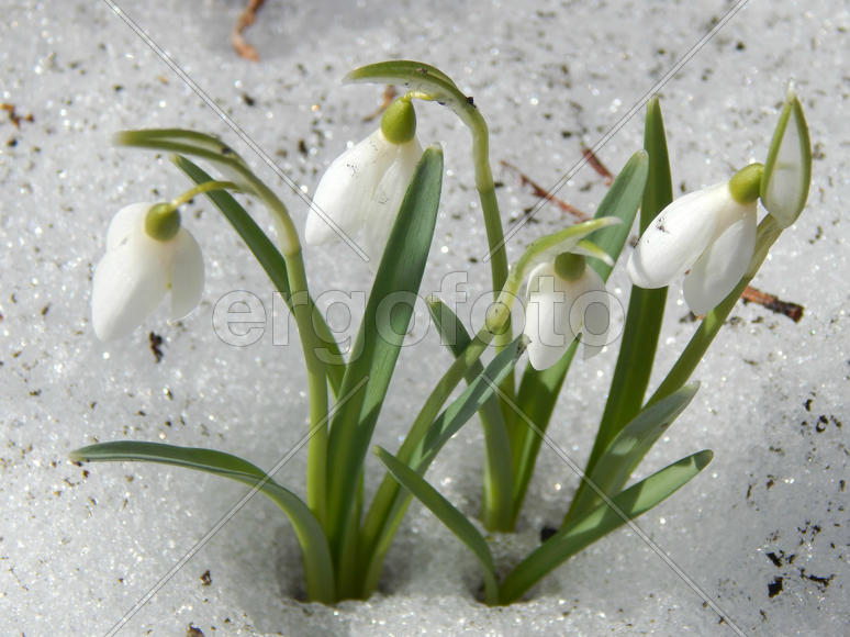 Подснежники