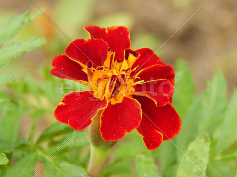 Цветок гвоздики