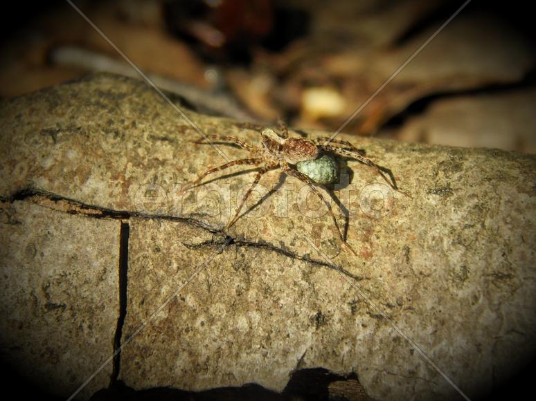 Лесной паук на дереве