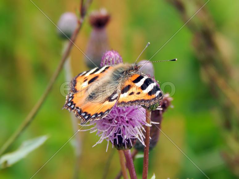 Бабочка махаон на луговых цветах