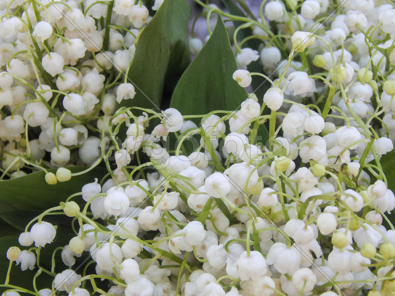 Цветы ландышей крупным планом