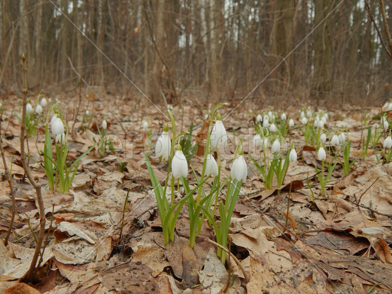 Лесные весенние подснежники
