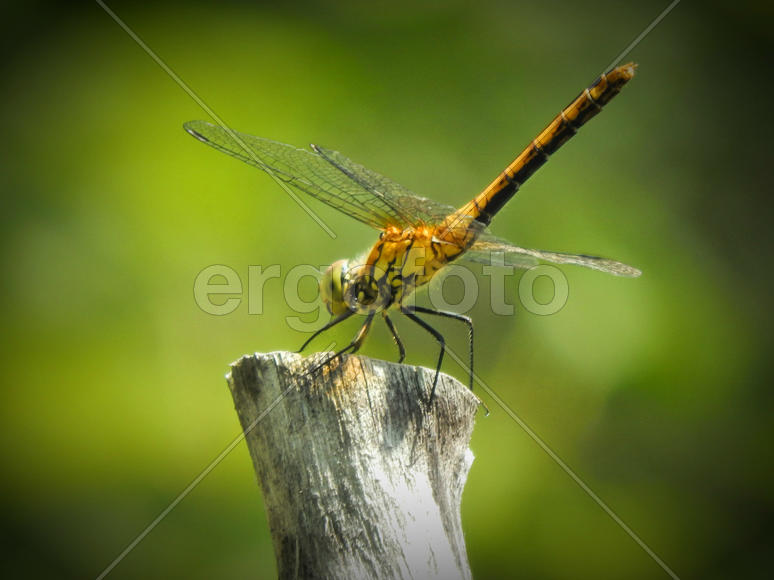 Стрекоза на ветке