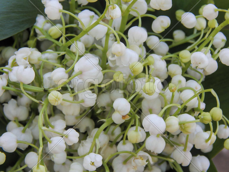 Цветы ландышей крупным планом