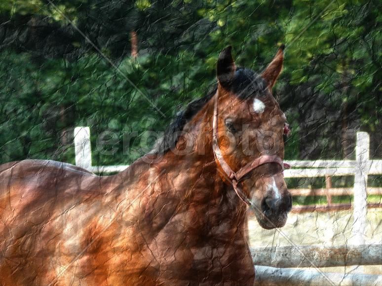 Фотография лошади на мятой бумаге