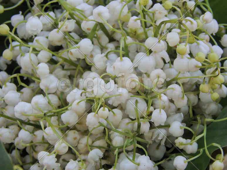 Цветы ландышей крупным планом