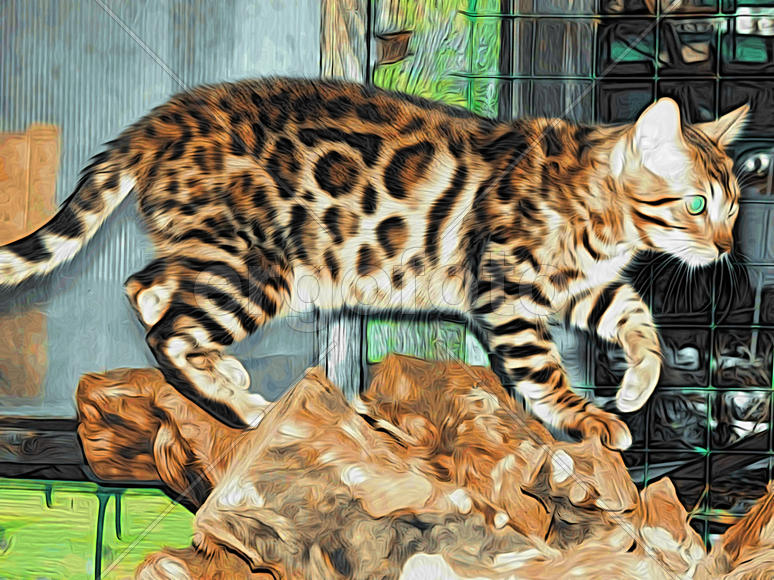 Рисунок бенгальской котенка