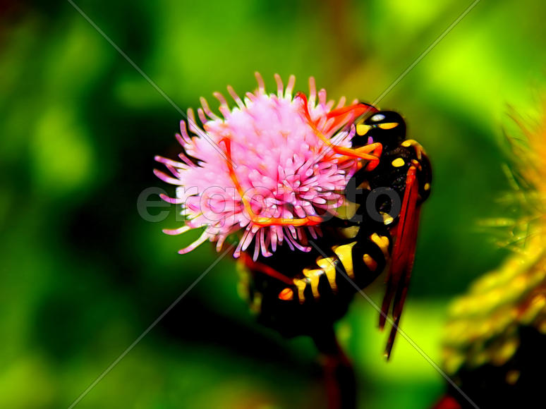 Дикая оса на цветах крупным планом