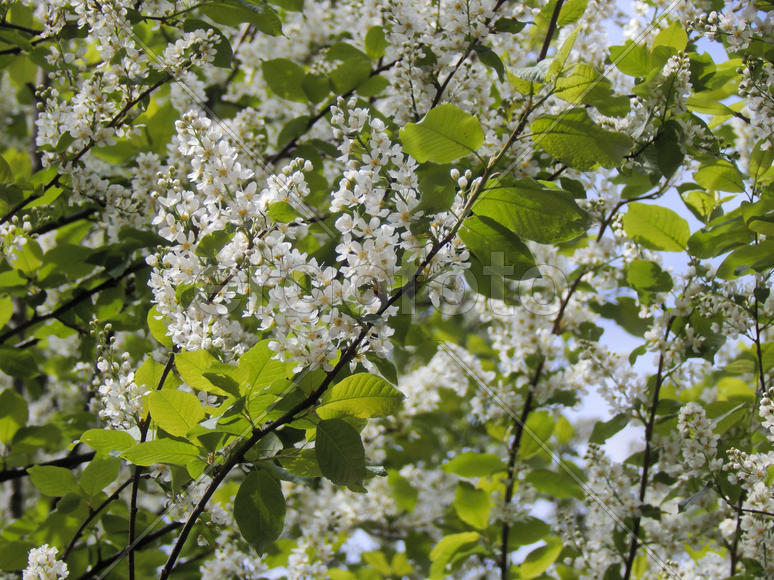 Цветущие ветки черемухи