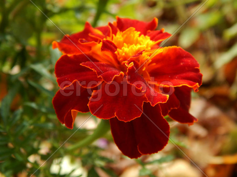 Цветок гвоздики