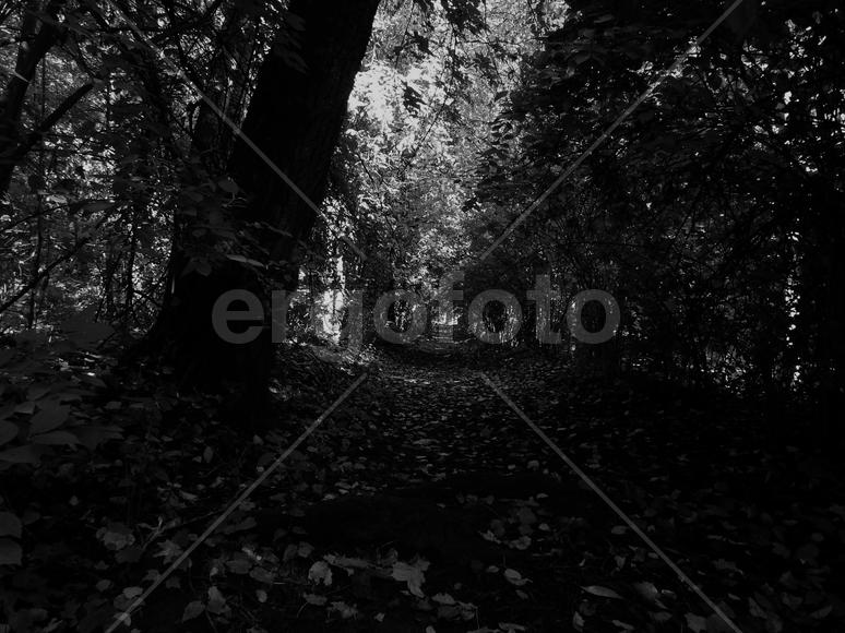 Старый таинственный забытый парк в черно-белом изображении