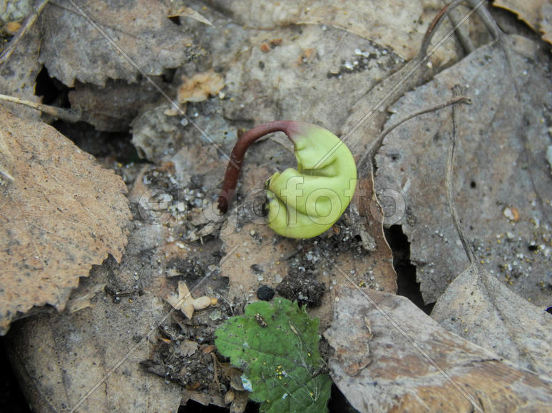 Росток растения из семечки