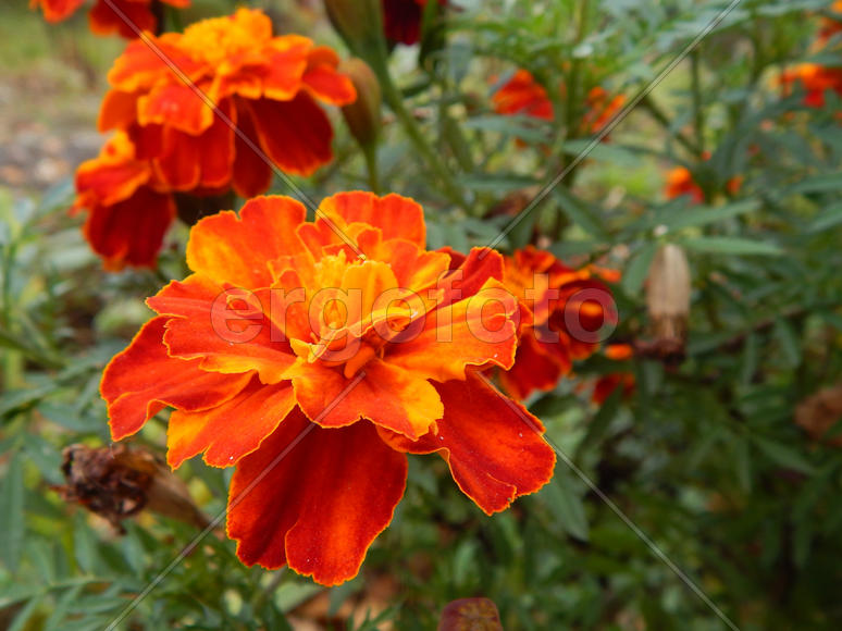 Цветок гвоздики