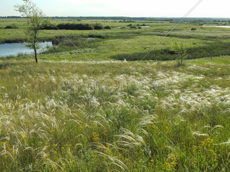 Цветущий ковыль на лугу 