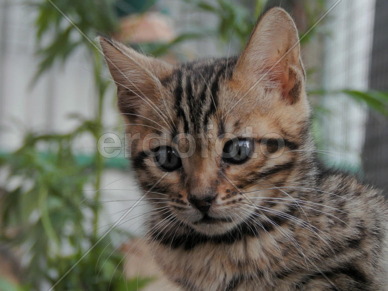 Бенгальский котенок 