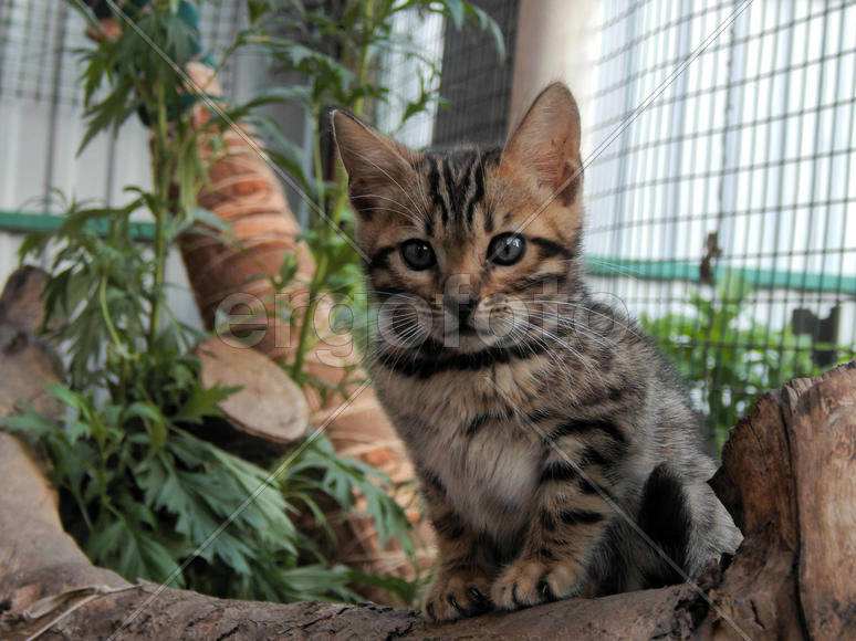 Бенгальский котенок 