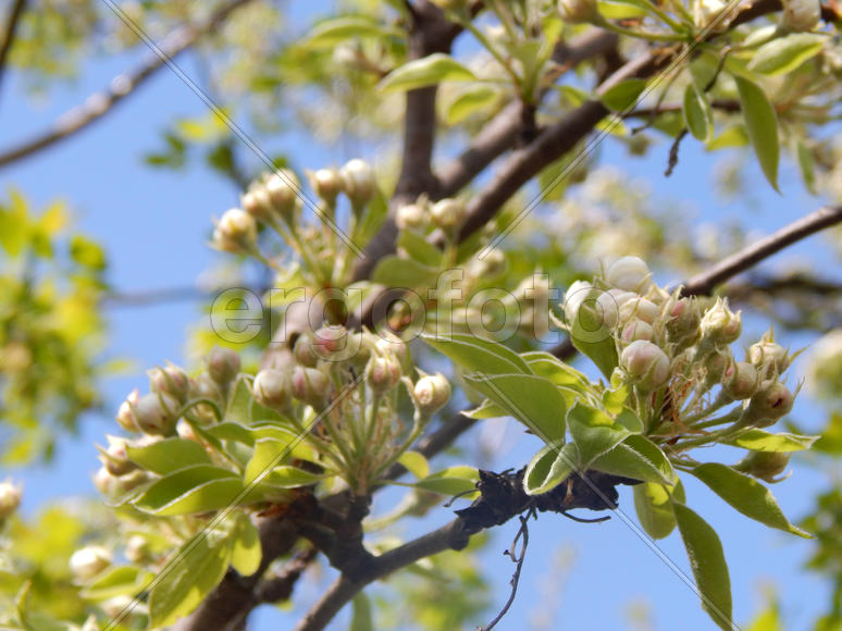 Цветущее дерево дикой груши