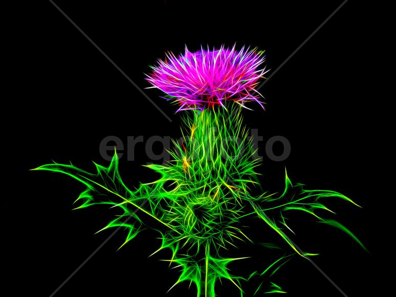 Цветы лугового репейника в неоновом свете