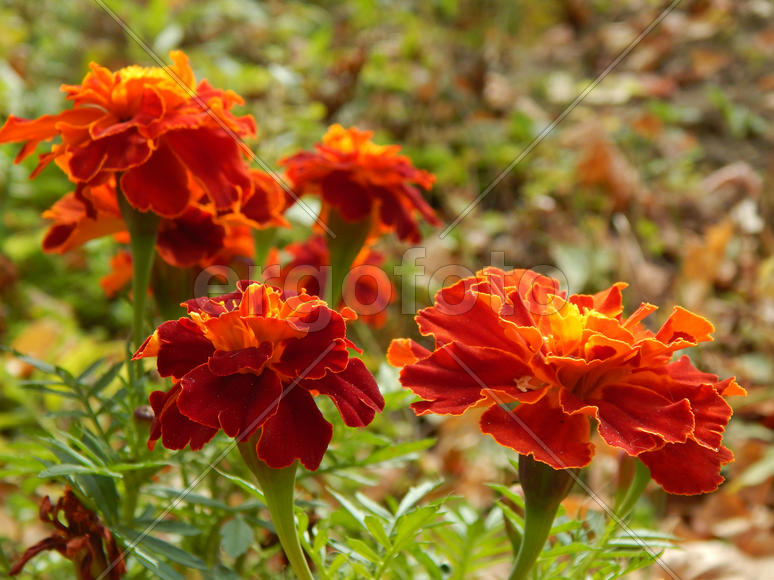 Цветок гвоздики