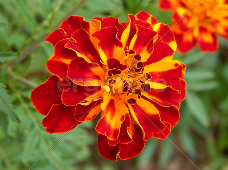 Цветок гвоздики