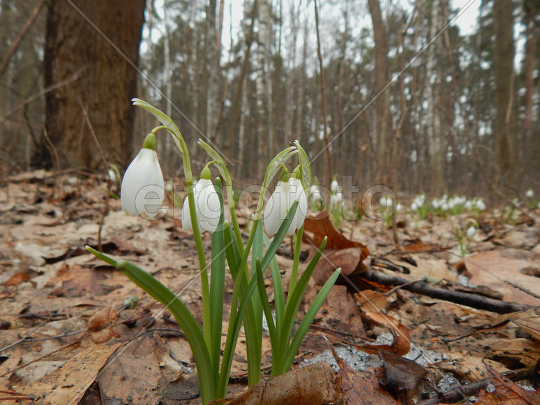 Лесные весенние подснежники