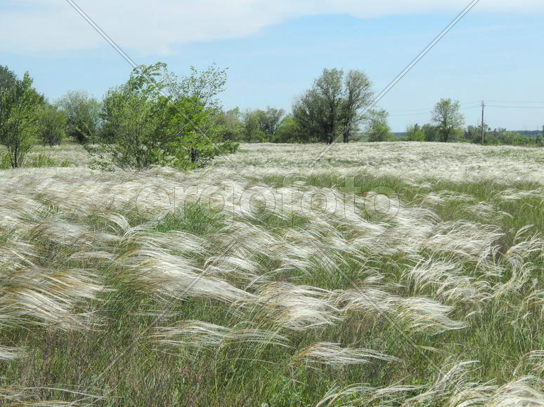 Цветущий ковыль на лугу 