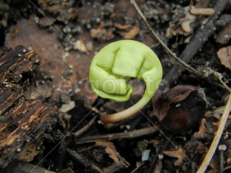 Росток растения из семечки