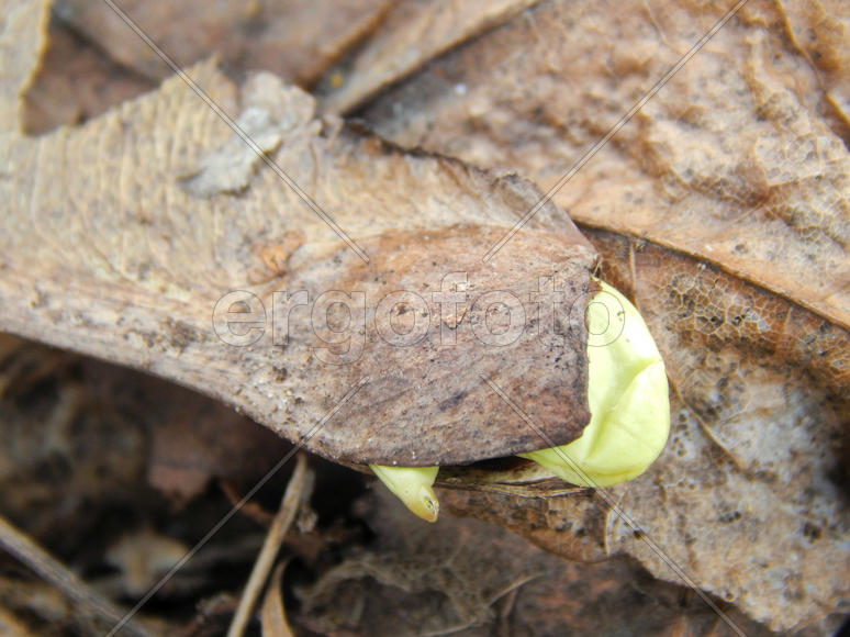 Росток растения из семечки