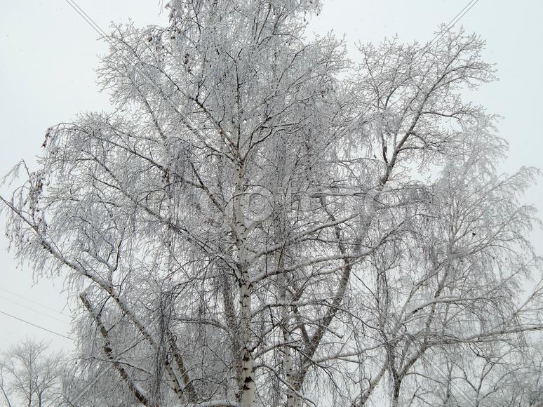 Снег на ветках деревьев в морозное утро