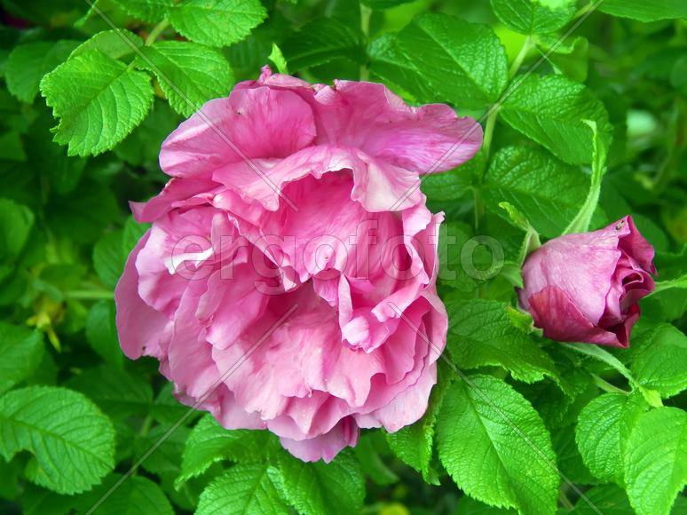 Красивые цветы дикой розы