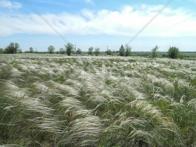 Цветущий ковыль на лугу 
