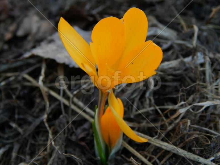 Золотистый желтый лесной цветок Весенник
