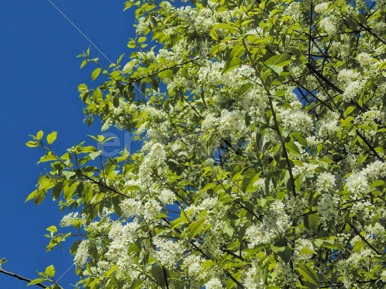 Весенние цветы черемухи