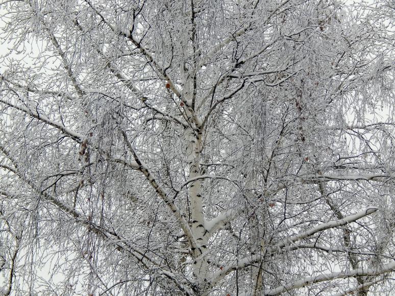 Снег на ветках деревьев в морозное утро