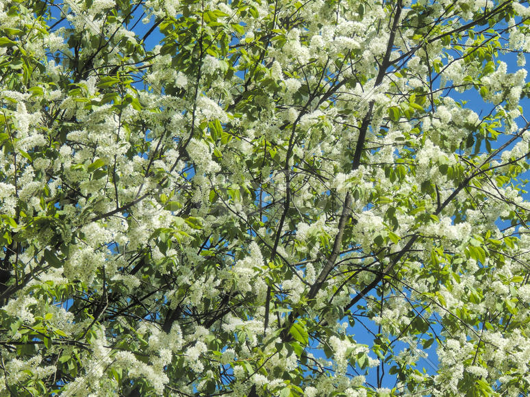 Весенние цветы черемухи