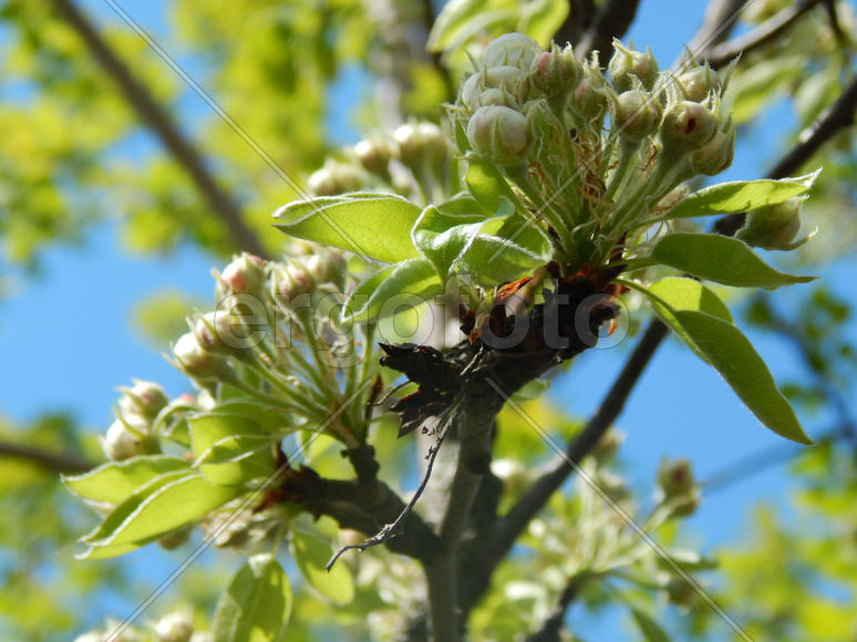 Цветущая груша