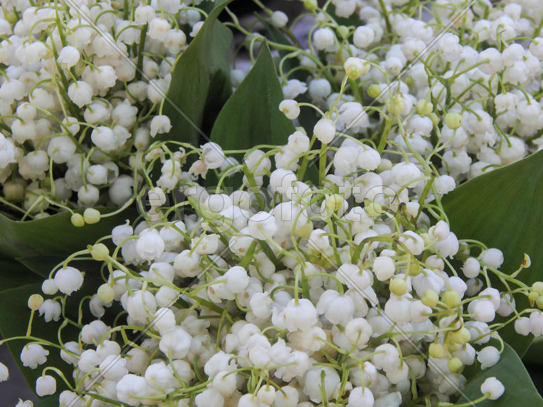 Цветы ландышей крупным планом