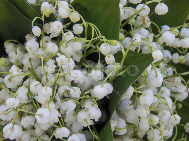 Цветы ландышей крупным планом