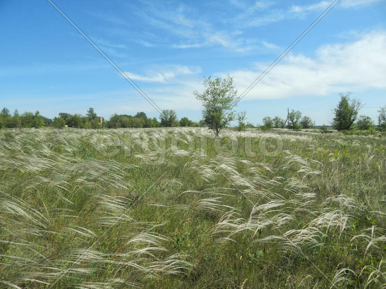 Цветущий ковыль на лугу 