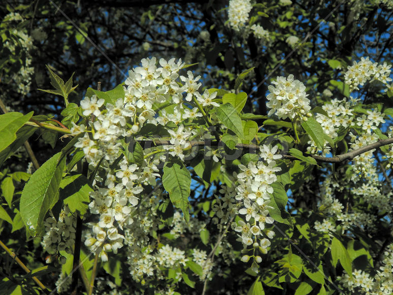 Весенние цветы черемухи