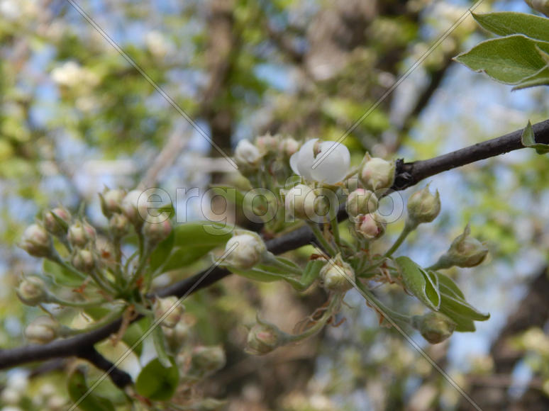 Цветущая дикая груша