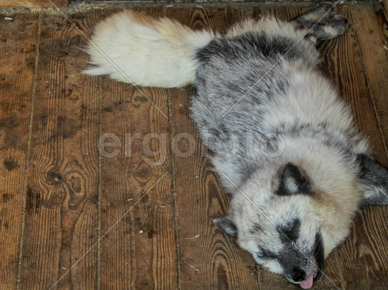 Песец лежит на полу во время жаркой погоды