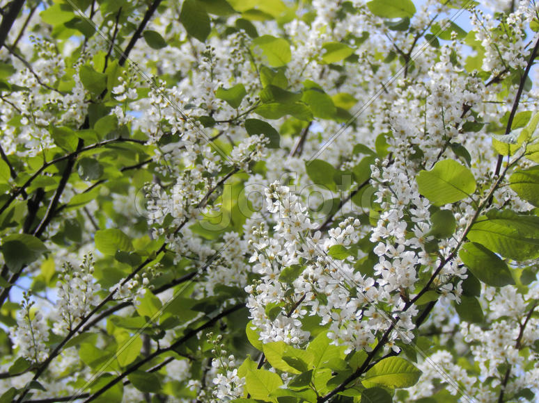 Цветущие ветки черемухи